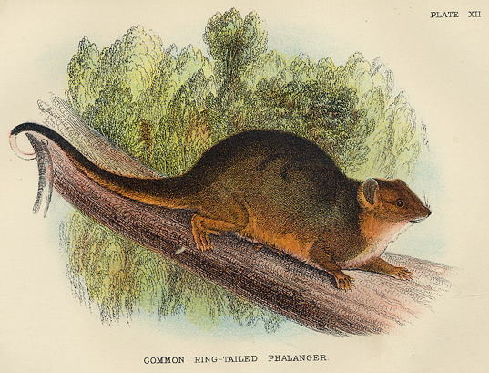 Common Ring-Tailed Phalanger, 1897