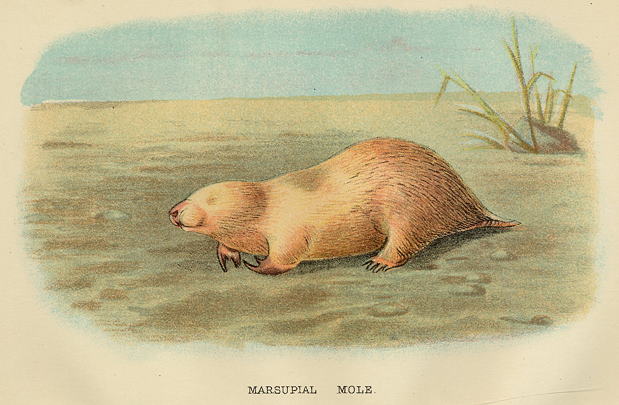 Marsupial Mole, 1897