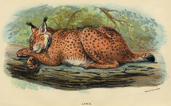 Lynx, 1897