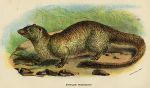 Egyptian Mongoose, 1897