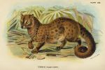 Common Palm-Civet, 1897