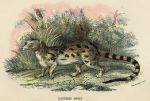 Blotched Genet, 1897