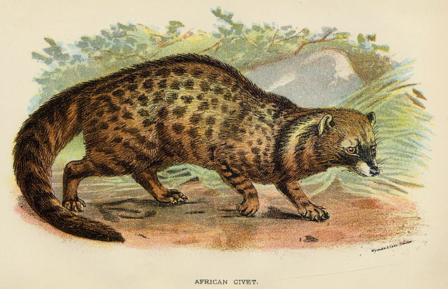 African Civet, 1897