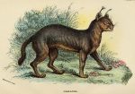 Caracal, 1897