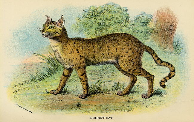 Desert Cat, 1897