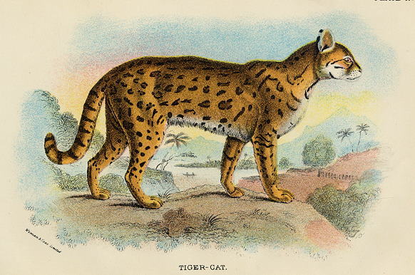 Tiger-Cat, 1897