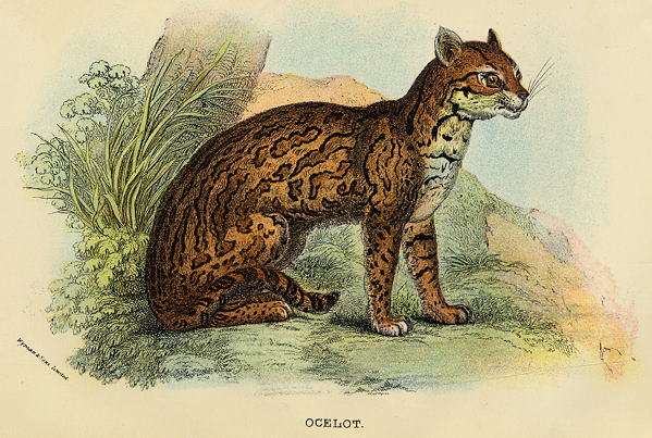 Ocelot, 1897