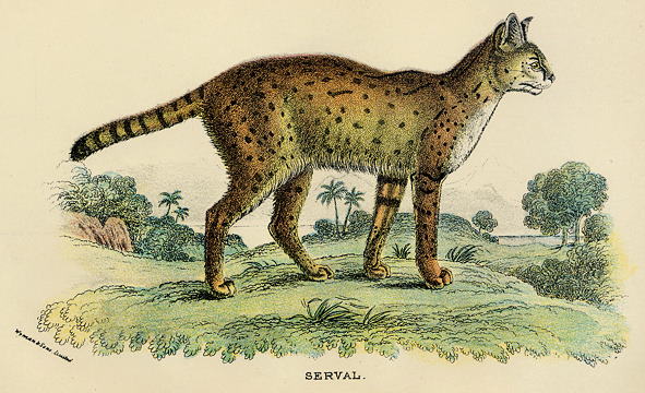 Serval, 1897