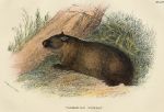 Tasmanian Wombat, 1897