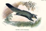 Squirrel Flying-Phalanger, 1897