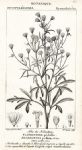 Botanical, Florestina pedata, 1829