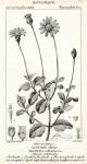 Botanical, Agathaea caelestia, 1829