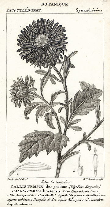 Botanical, Callistemma hortensis, 1829