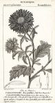 Botanical, Callistemma hortensis, 1829