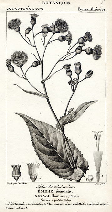 Botanical, Emillia flammea, 1829