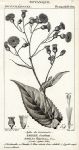 Botanical, Emillia flammea, 1829