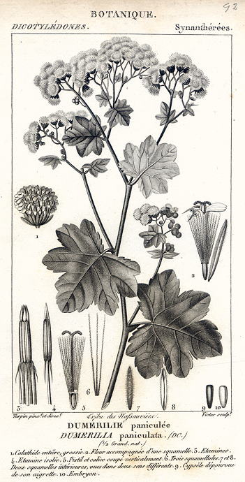 Botanical, Dumerilia paniculata, 1829