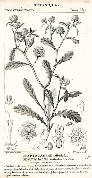 Botanical, Cryptocarpha tribuloides, 1829