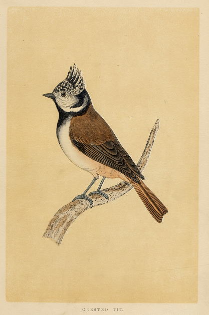 Crested Tit, Morris, 1851