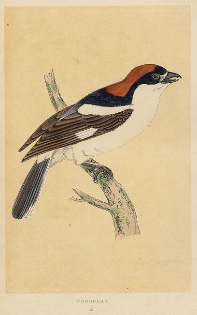 Woodchat, Morris, 1851