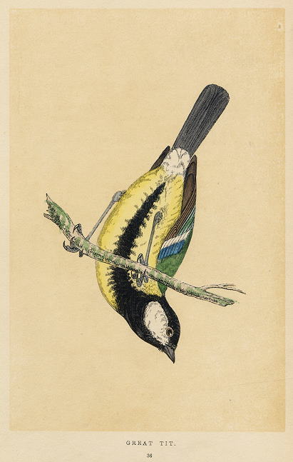 Great Tit, Morris, 1851