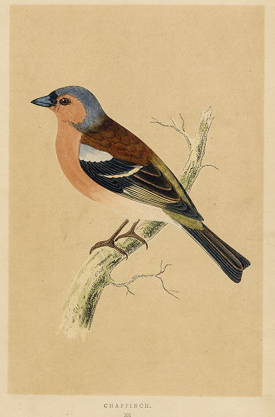 Chaffinch, Morris, 1851