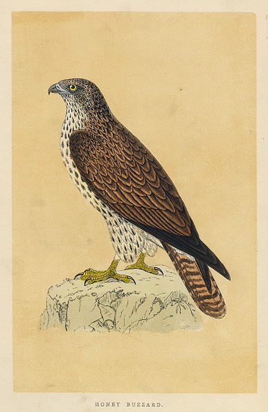 Honey Buzzard, Morris, 1851