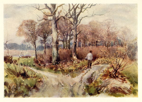 Essex, Wrabness Wood near Harwich, 1909