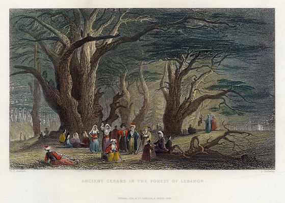 Lebanon, Ancient Cedars in the Forest of Lebanon, 1838