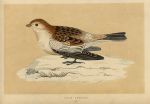 Snow Bunting, Morris Birds, 1851