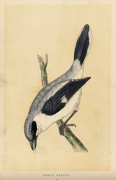 Great Shrike, Morris Birds, 1851