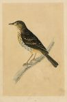 Tree Pipit, Morris Birds, 1851