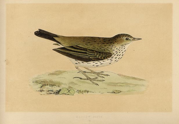 Meadow Pipit, Morris Birds, 1851