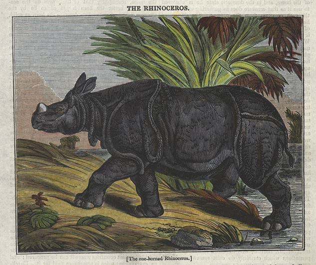 Rhinocerous, 1834