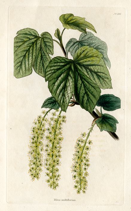 Ribes multiflorum, 1828