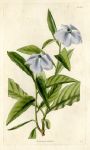 Franciscea uniflora, 1828