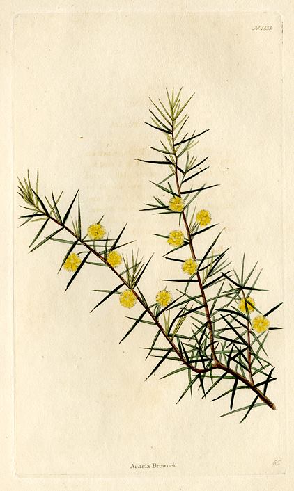 Acacia Brownei, 1828