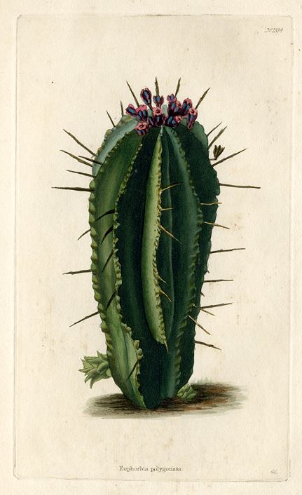 Euphorbia polygonata, 1828