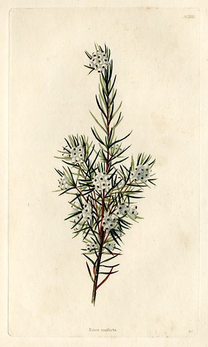 Erica conferta, 1828