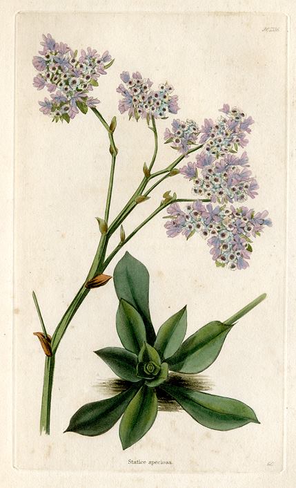 Statice speciosa, 1828