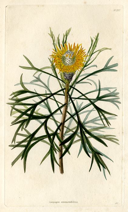 Isopogon anemonifolius, 1828