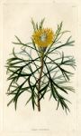 Isopogon anemonifolius, 1828