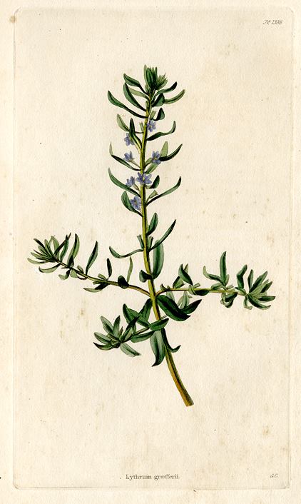 Lythrum graefferii, 1828