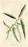 Elaeagnus augustifolia, 1828