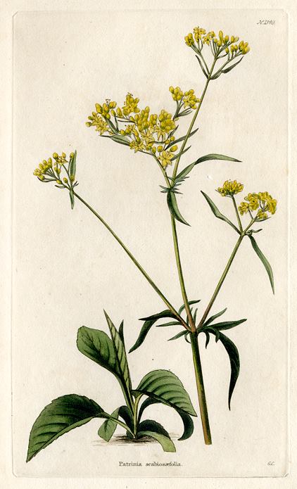 Patrinia scabiosaefolia, 1828