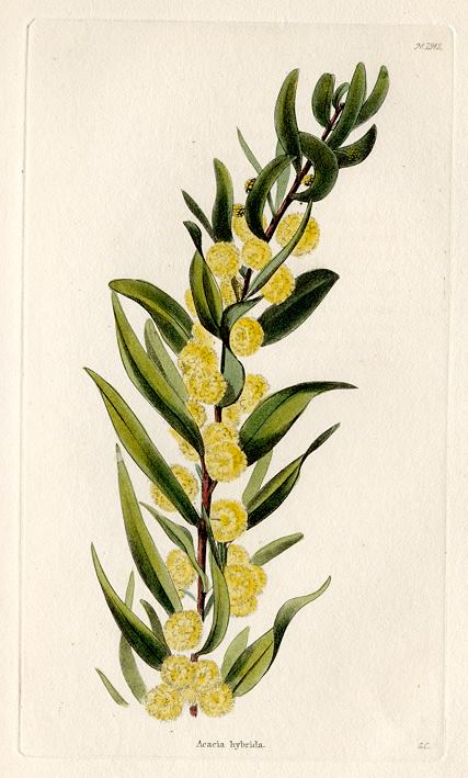 Acacia hybrida, 1828