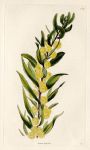 Acacia hybrida, 1828