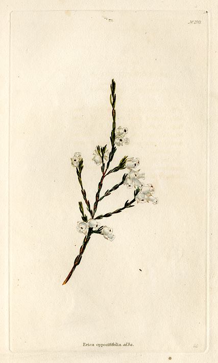 Erica oppositfolia alba, 1828