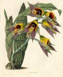 Catasetum Claveringi, 1828