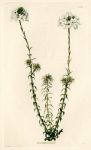 Dracophyllum gracile, 1828